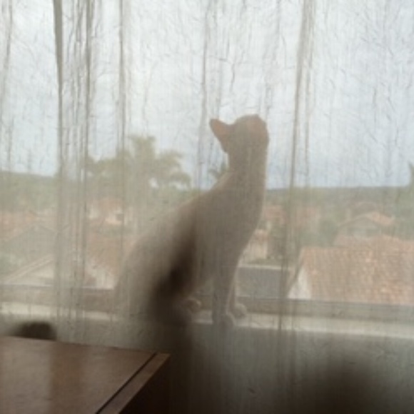 I know I'm a house cat but I can dream, can't I?.. - Picture 1 of 1